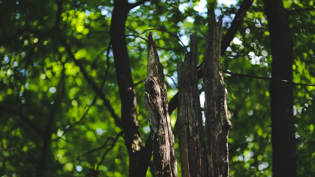 Joudah Group - Penyedia Gaharu dan Oud Premium Indonesia